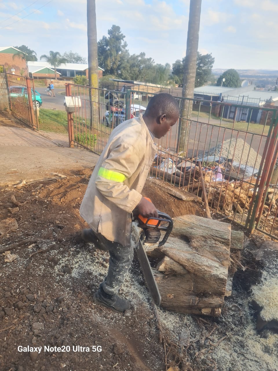 Worker with chainsaw reducing large stump