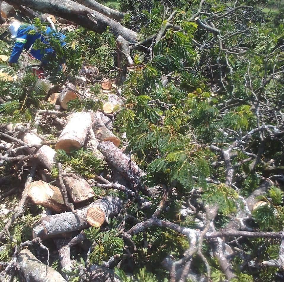 Cut logs and branches after tree clearing job
